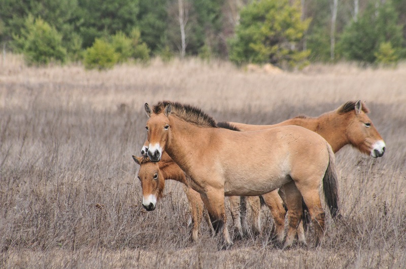 cloning horses, przewalski horse cloned, chernobyl prezewalski horses, viagen equine cedar park texas, margaret evans horse