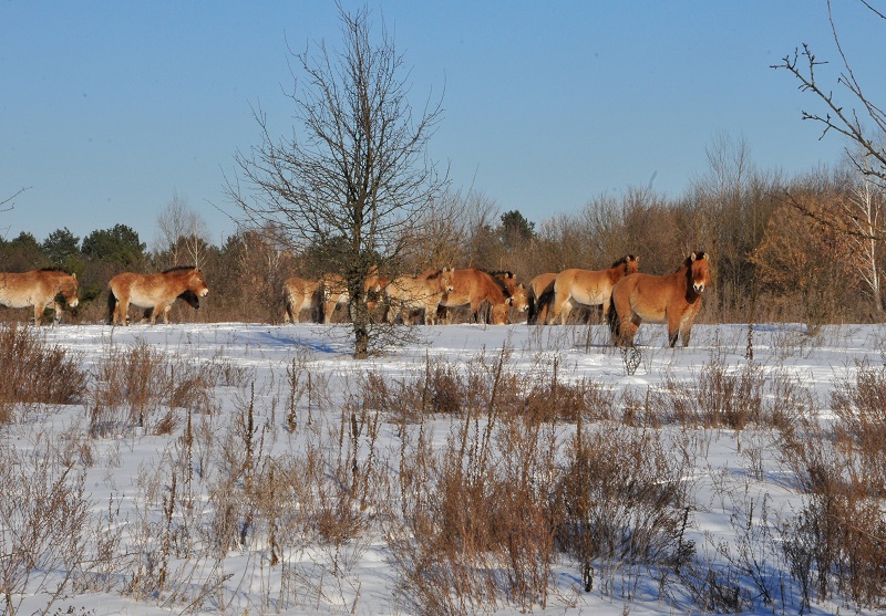 cloning horses, przewalski horse cloned, chernobyl prezewalski horses, viagen equine cedar park texas, margaret evans horse