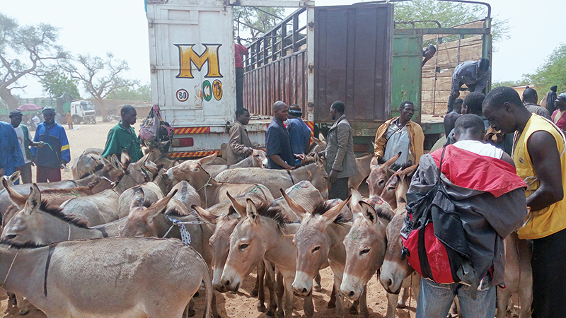 spana donate, donkey hides, caleche donkey hides, help donkeys, brooke animals