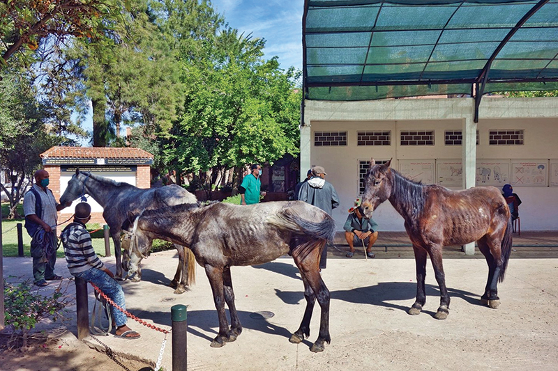 spana donate, donkey hides, caleche donkey hides, help donkeys, brooke animals
