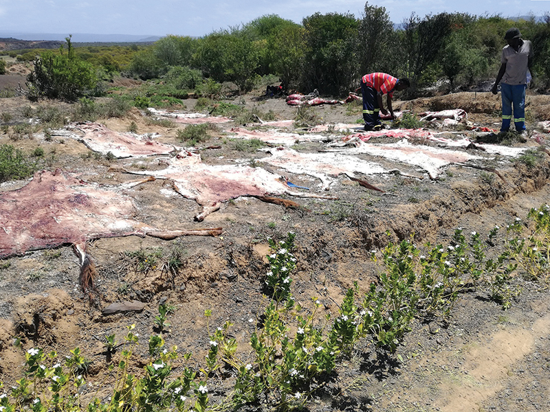 spana donate, donkey hides, caleche donkey hides, help donkeys, brooke animals
