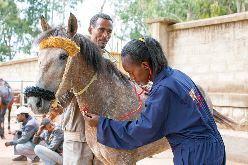 spana donate, donkey hides, caleche donkey hides, help donkeys, brooke animals