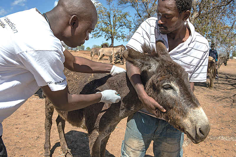 spana donate, donkey hides, caleche donkey hides, help donkeys, brooke animals