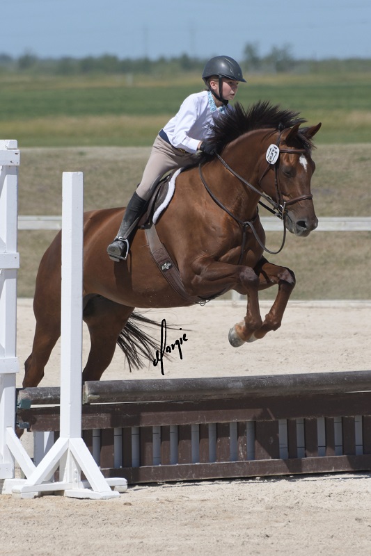 mhc, manitoba horse council, horse events in manitoba, covid-19 horse community manitoba