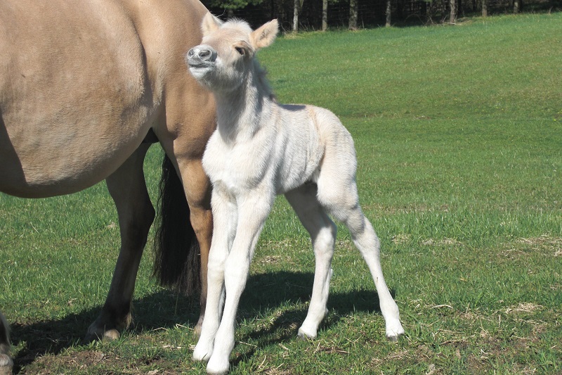 Norwegian Fjord, Asiatic wild horse or Przewalski horse, Highland Pony and the Icelandic Horse. Horses used by vikings, Beaver Dam Farm in Nova Scotia, American Driving Society (ADS), Wallace Point Fjords, Blue Raven Farm, and McKinnon’s Neck Farm