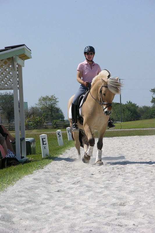 Norwegian Fjord, Asiatic wild horse or Przewalski horse, Highland Pony and the Icelandic Horse. Horses used by vikings, Beaver Dam Farm in Nova Scotia, American Driving Society (ADS), Wallace Point Fjords, Blue Raven Farm, and McKinnon’s Neck Farm