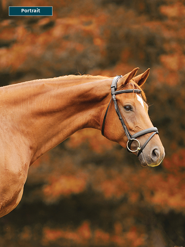 photo of horse using phone, take best horse photos, how to take a conformation photo of horse, make horse look good in photo, shawn hamilton