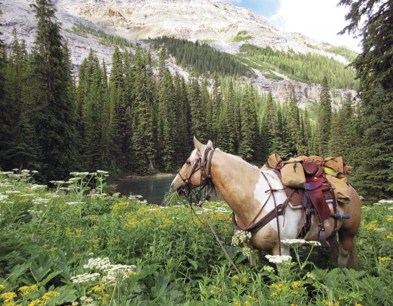 camping with horses canada, horseback riding canada, riding horses in banff national park, riding horses rocky mountains, horseback riding western canada, mount assiniboine provincial park, tania millen