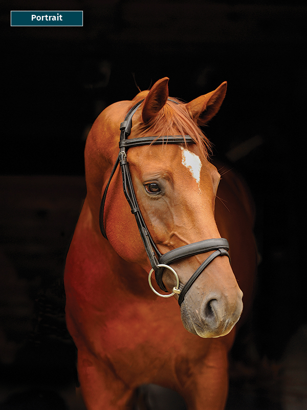 photo of horse using phone, take best horse photos, how to take a conformation photo of horse, make horse look good in photo, shawn hamilton