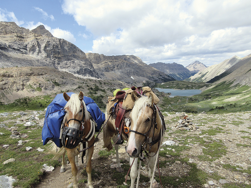 camping with horses canada, horseback riding canada, riding horses in banff national park, riding horses rocky mountains, horseback riding western canada, mount assiniboine provincial park, tania millen