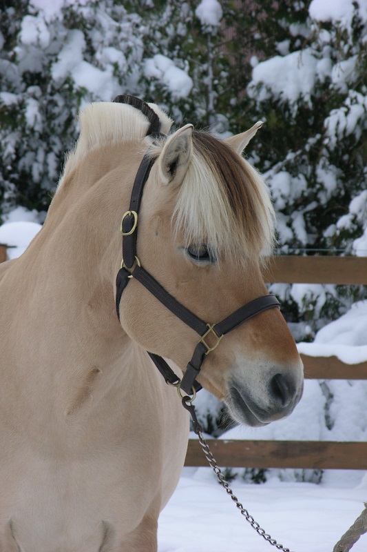 Norwegian Fjord, Asiatic wild horse or Przewalski horse, Highland Pony and the Icelandic Horse. Horses used by vikings, Beaver Dam Farm in Nova Scotia, American Driving Society (ADS), Wallace Point Fjords, Blue Raven Farm, and McKinnon’s Neck Farm