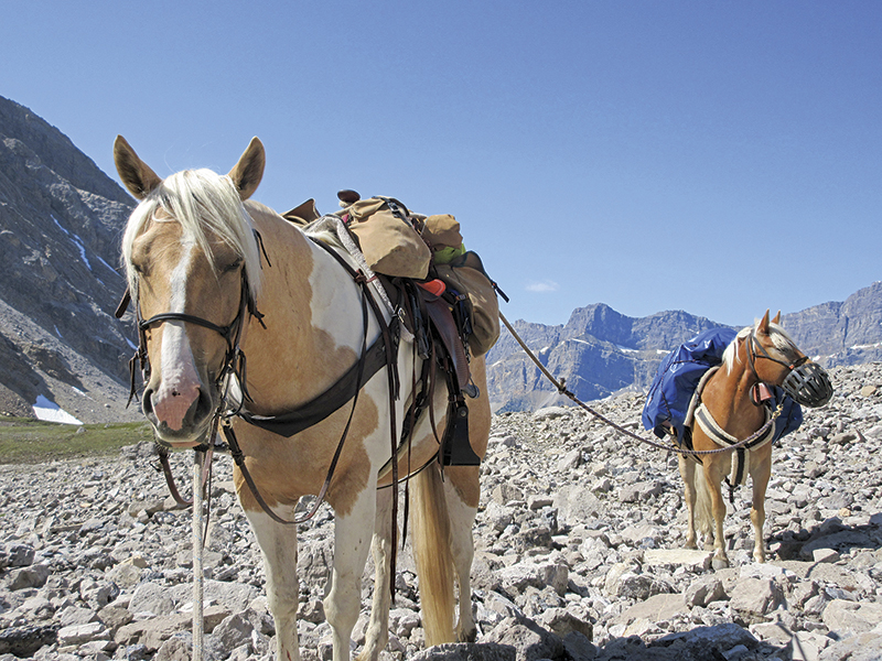 camping with horses canada, horseback riding canada, riding horses in banff national park, riding horses rocky mountains, horseback riding western canada, mount assiniboine provincial park, tania millen