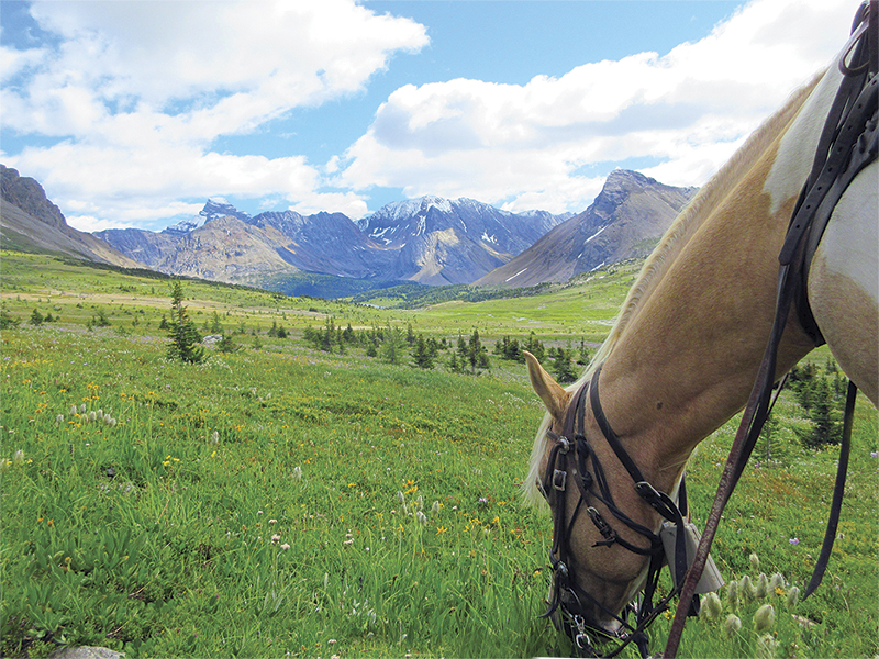 camping with horses canada, horseback riding canada, riding horses in banff national park, riding horses rocky mountains, horseback riding western canada, mount assiniboine provincial park, tania millen