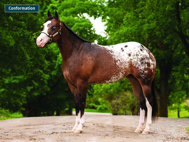 how to take a conformation photo of horse