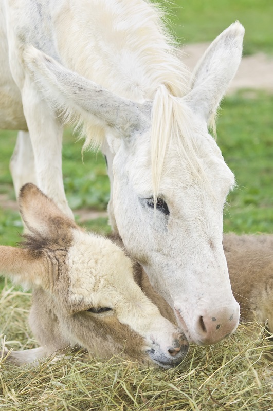 rescue horses canada, homes for retired racehorses canada, greener pastures, wild horses of alberta, longrun thoroughbred, new stride equine retirement, thoroughbred aftercare alliance, horse welfare alliance of canada