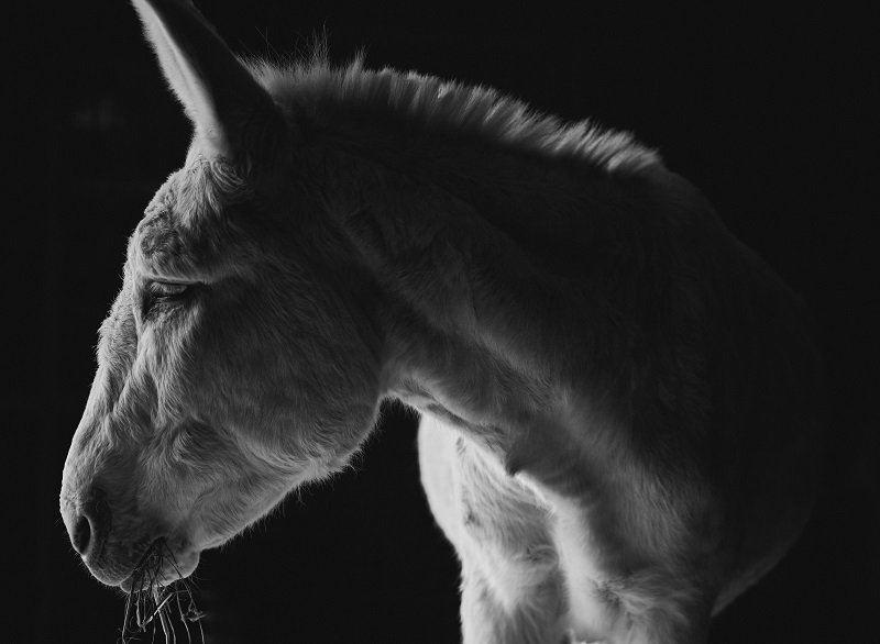 rescue horses canada, homes for retired racehorses canada, greener pastures, wild horses of alberta, longrun thoroughbred, new stride equine retirement, thoroughbred aftercare alliance, horse welfare alliance of canada