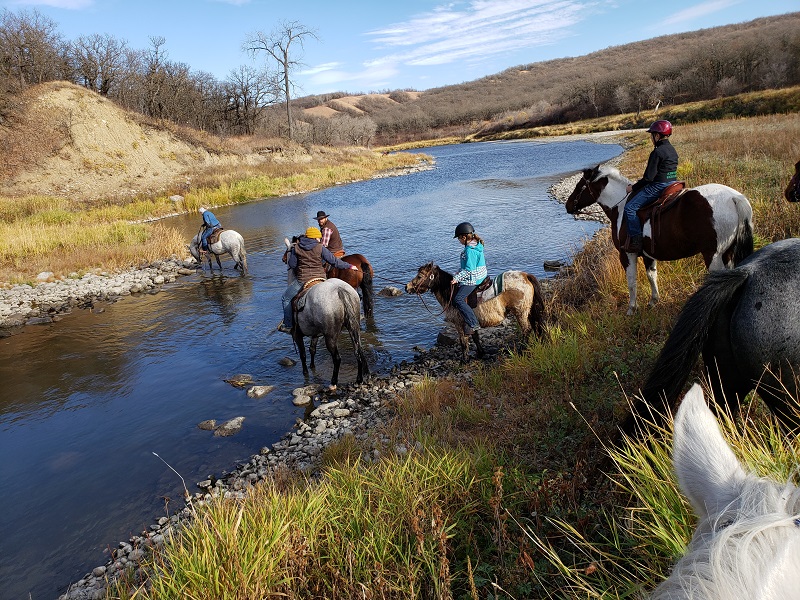 manitoba horse council news, mhc 2020, springfield horse community, covid in manitoba horse community, equestrians manitoba
