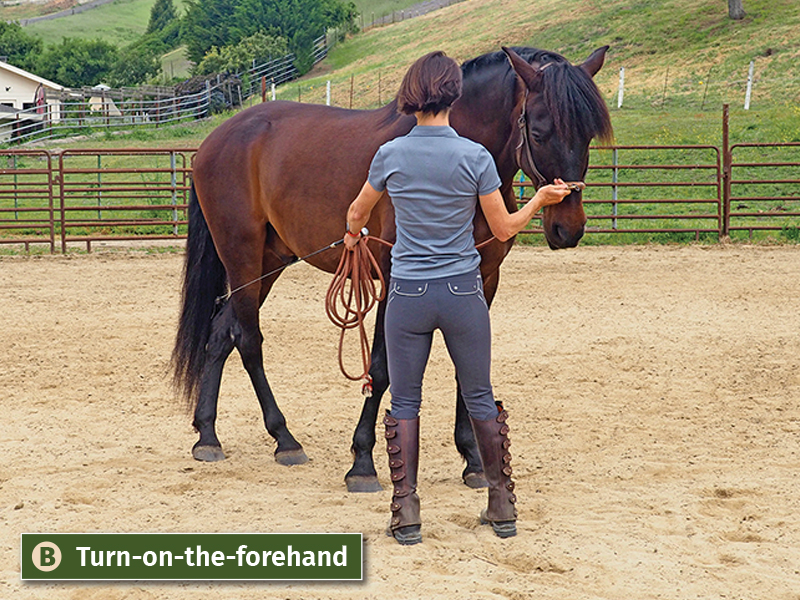 jec ballou books, jec ballou horse fitness trainer, groundwork exercises horses, books on horse groundwork, 33 strength and fitness workouts for horses, how to horse serpentines, how to horse turn-on-the huanches