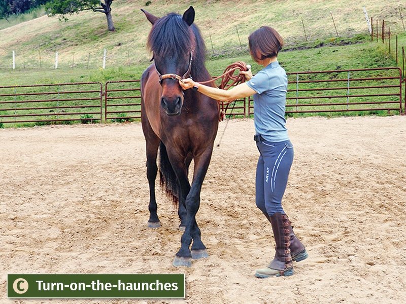 jec ballou books, jec ballou horse fitness trainer, groundwork exercises horses, books on horse groundwork, 33 strength and fitness workouts for horses, how to horse serpentines, how to horse turn-on-the huanches