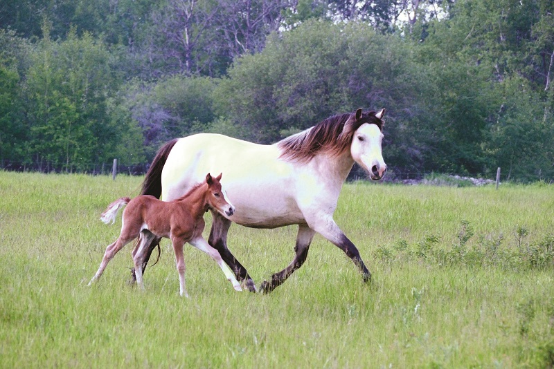 history of welsh pony and cob, welsh mountain pony, coyote run welsh, daventry farms alberta, section c welsh ponies and cob, howran hills farm welsh, connecting dreams farm