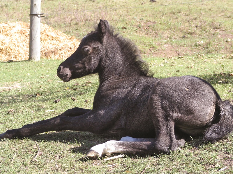 history of welsh pony and cob, welsh mountain pony, coyote run welsh, daventry farms alberta, section c welsh ponies and cob, howran hills farm welsh, connecting dreams farm