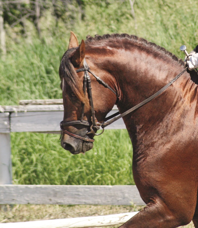 history of welsh pony and cob, welsh mountain pony, coyote run welsh, daventry farms alberta, section c welsh ponies and cob, howran hills farm welsh, connecting dreams farm