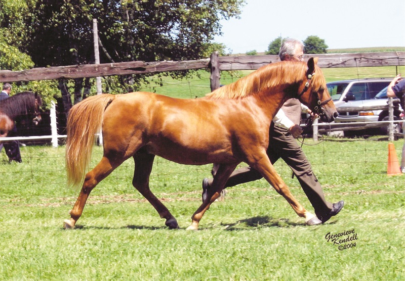 history of welsh pony and cob, welsh mountain pony, coyote run welsh, daventry farms alberta, section c welsh ponies and cob, howran hills farm welsh, connecting dreams farm