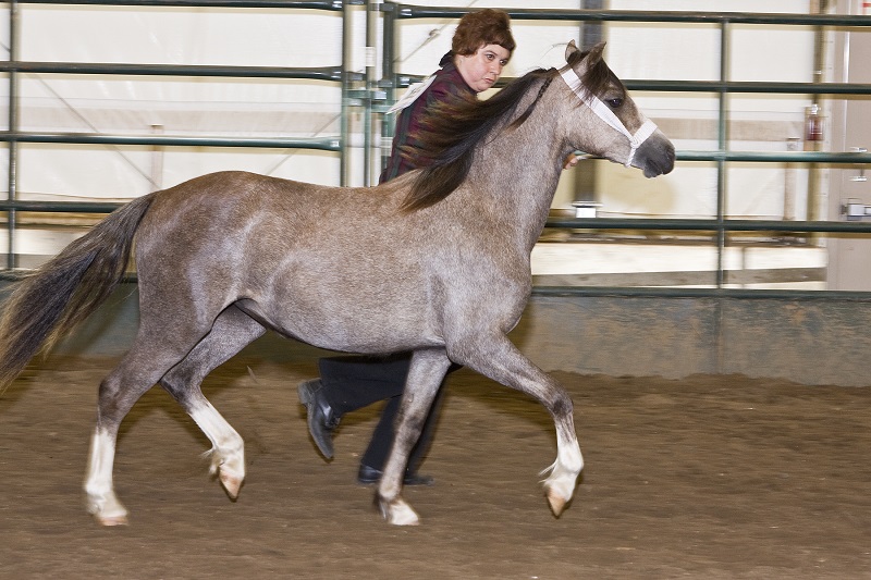 history of welsh pony and cob, welsh mountain pony, coyote run welsh, daventry farms alberta, section c welsh ponies and cob, howran hills farm welsh, connecting dreams farm
