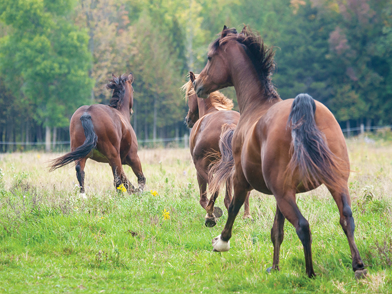 desensitizing horse, my horse is spooky, whole horse podcast, alexa linton, horse scared, how to disensitize horse, trauma horse, horse signals, freedom based horse training, emotional horsemanship, lockie phillips