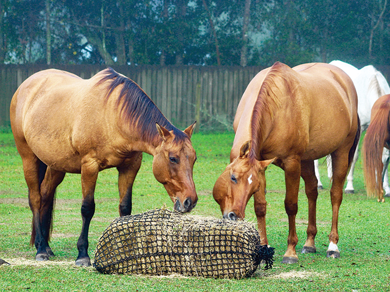 horse forage diet, equine forage-based diet, madeline boast, equine gastrointestinal GI anatomy, equine gi tract, gastric ulcer horses, how to take hay sample, analysing horse hay, nutrient requirements for horses, digestible energy horses, crude protein horses, sugar and horses