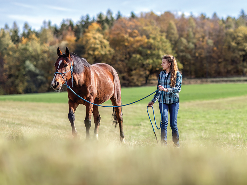 Jec A. Ballou, Is lunging a horse a good idea, Should I lunge my horse, importance of horse lunging, when to lunge horse, how long should I lunge my horse? Horse lunging tips, horse lunging hacks, what surface should I lunge horse on?, importance of sloped terrain while horse lunging