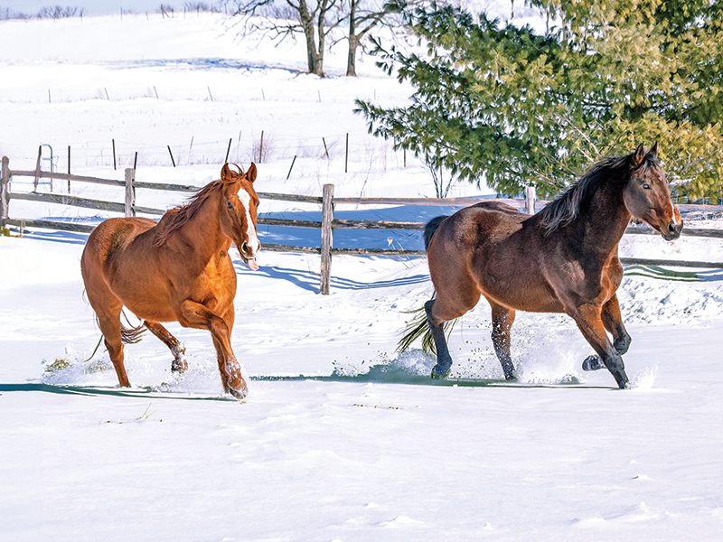proprioception for horse riders, understanding proprioception in horses, equine proprioceptive senses, preventing horse rider injury by improving proprioceptive awareness, Alexa Linton, equine sports therapy     