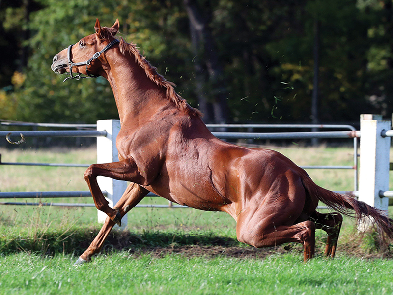 proprioception for horse riders, understanding proprioception in horses, equine proprioceptive senses, preventing horse rider injury by improving proprioceptive awareness, Alexa Linton, equine sports therapy  