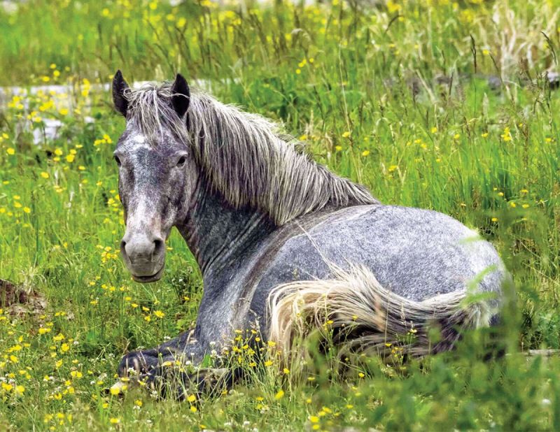 alberta's wild horses, wild horses alberta cull, horses in alberta, feral horse management framework, alberta wildies society, haws, the wildie west podcast, wild horses of alberta whoas, alberta mountain horse