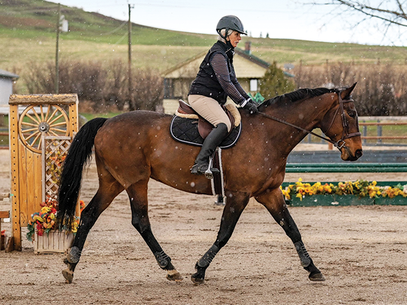 Importance of horse show volunteers, horse show volunteer Barbara Jackson, Canadian Sport Horse Association volunteering, unsung horse show heroes, Canadian horse woman Barbara Jackson