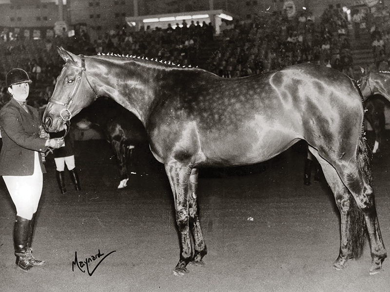 Importance of horse show volunteers, horse show volunteer Barbara Jackson, Canadian Sport Horse Association volunteering, unsung horse show heroes, Canadian horse woman Barbara Jackson