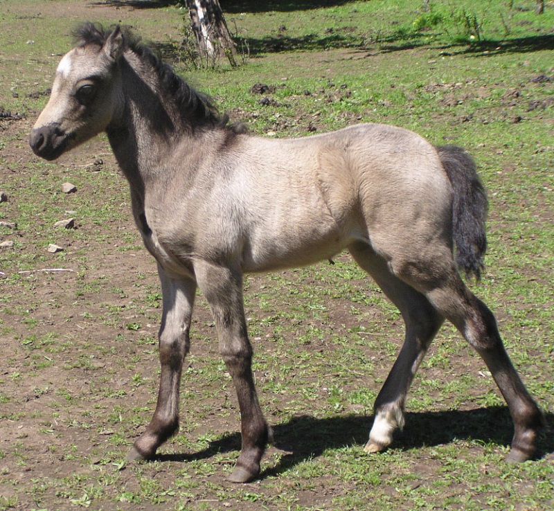 history of welsh pony and cob, welsh mountain pony, coyote run welsh, daventry farms alberta, section c welsh ponies and cob, howran hills farm welsh, connecting dreams farm