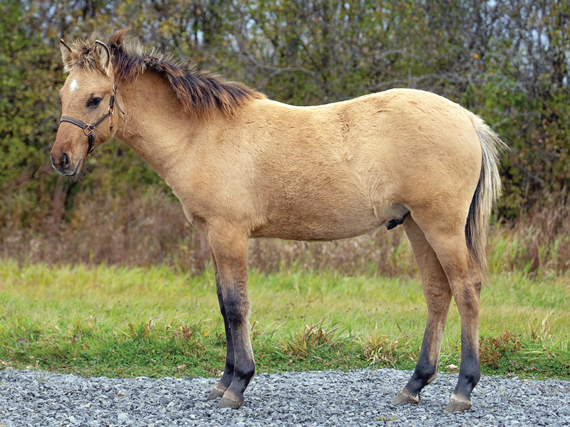 Mādahòkì Farm, Lac La Croix Indigenous pony, Lac La Croix ponies, Gakijiwanong Anishinaabe Nation, unique pony breeds, zebra stripes on pony legs, importance of preserving horse breeds, TJ Stables, mare Wishkossiwika, Fred Isham, Ojibwe Horse herd, The last roundup