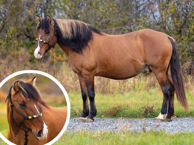Mādahòkì Farm, Lac La Croix Indigenous pony, Lac La Croix ponies, Gakijiwanong Anishinaabe Nation, unique pony breeds, zebra stripes on pony legs, importance of preserving horse breeds, TJ Stables, mare Wishkossiwika, Fred Isham, Ojibwe Horse herd, The last roundup