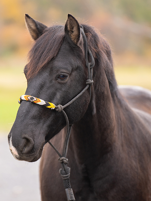 Mādahòkì Farm, Lac La Croix Indigenous pony, Lac La Croix ponies, Gakijiwanong Anishinaabe Nation, unique pony breeds, zebra stripes on pony legs, importance of preserving horse breeds, TJ Stables, mare Wishkossiwika, Fred Isham, Ojibwe Horse herd, The last roundup
