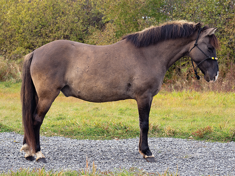 Mādahòkì Farm, Lac La Croix Indigenous pony, Lac La Croix ponies, Gakijiwanong Anishinaabe Nation, unique pony breeds, zebra stripes on pony legs, importance of preserving horse breeds, TJ Stables, mare Wishkossiwika, Fred Isham, Ojibwe Horse herd, The last roundup