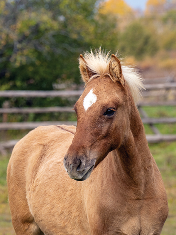 Mādahòkì Farm, Lac La Croix Indigenous pony, Lac La Croix ponies, Gakijiwanong Anishinaabe Nation, unique pony breeds, zebra stripes on pony legs, importance of preserving horse breeds, TJ Stables, mare Wishkossiwika, Fred Isham, Ojibwe Horse herd, The last roundup
