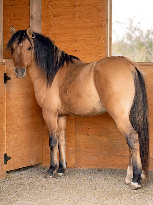 Mādahòkì Farm, Lac La Croix Indigenous pony, Lac La Croix ponies, Gakijiwanong Anishinaabe Nation, unique pony breeds, zebra stripes on pony legs, importance of preserving horse breeds, TJ Stables, mare Wishkossiwika, Fred Isham, Ojibwe Horse herd, The last roundup