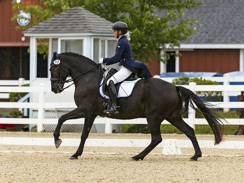 canadian horse breed, canada's national breed, chhaps, canadian horse heritage & preservation society, canadream farm, canada's national horse, trinity dressage