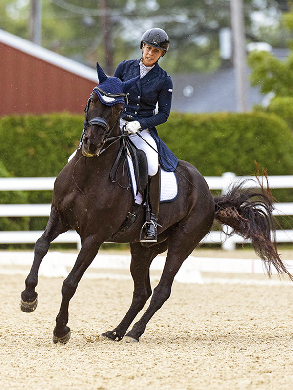 canadian horse breed, canada's national breed, chhaps, canadian horse heritage & preservation society, canadream farm, canada's national horse, trinity dressage