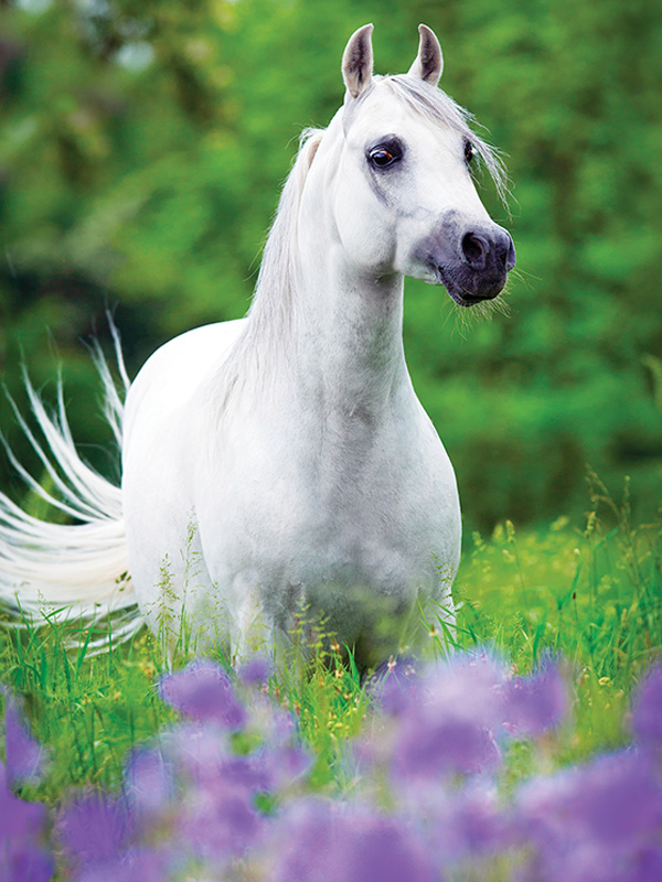testing warmblood horses genetic diseases, types of genetic diseases arabian