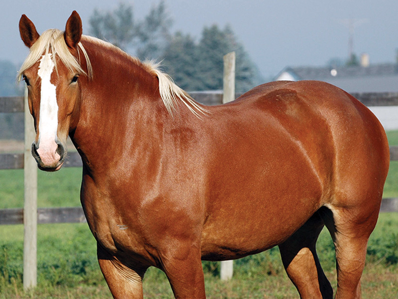 testing friesian horses genetic diseases, types of genetic diseases friesian