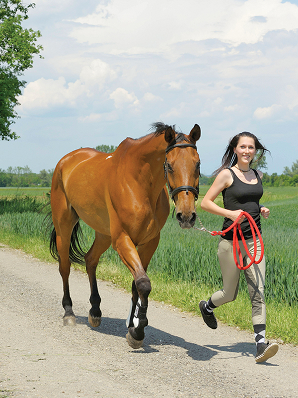 A calm jog-trot in straight lines will reduce the amount of time spent circling on the lunge line. Photo: Alamy/Manfred Grebler