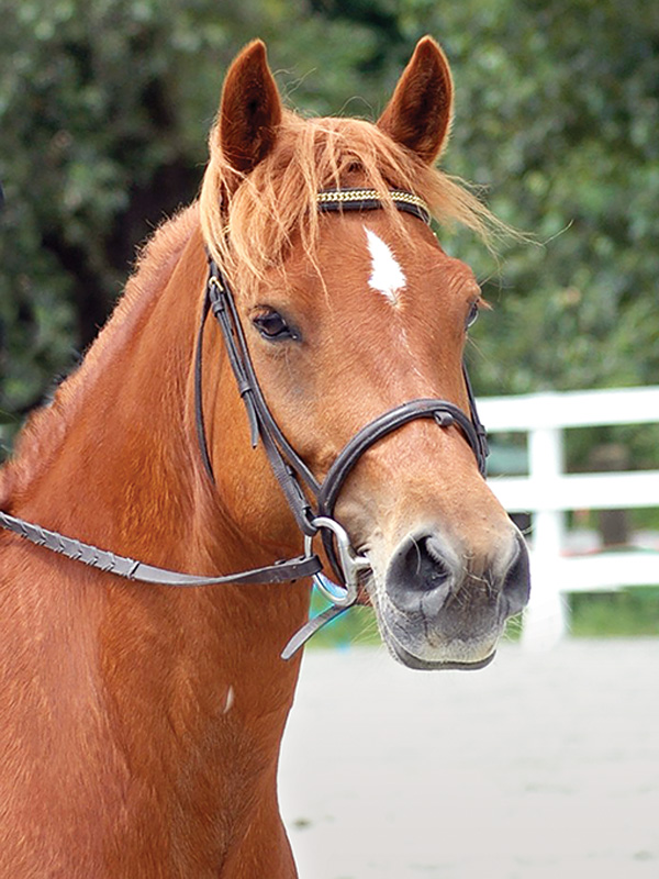 Little Red Pepper Fraser Valley Hunt Club