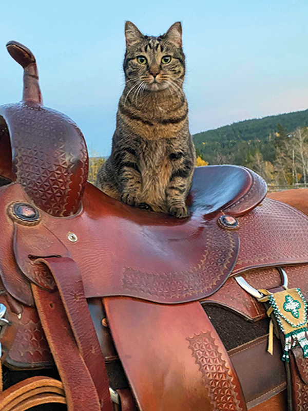cat riding horse